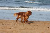 KING CHARLES SPANIEL 103